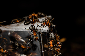 Mrówki, pryzmat, ants