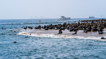 Seal colony at Pelican Point, Walvis Bay, Namibia