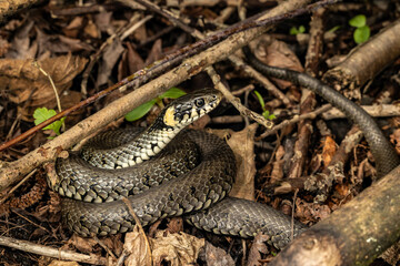 Wąż zaskroniec, grass snake