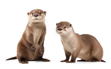 Cute river otters on isolated transparent background
