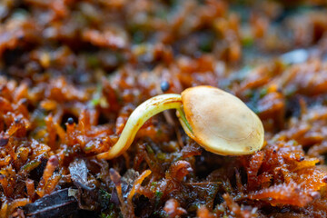 Seed of the Brazilian tree known as (Brazilwood) Paubrasilia echinata or Caesalpinia echinata, germinating in moist soil