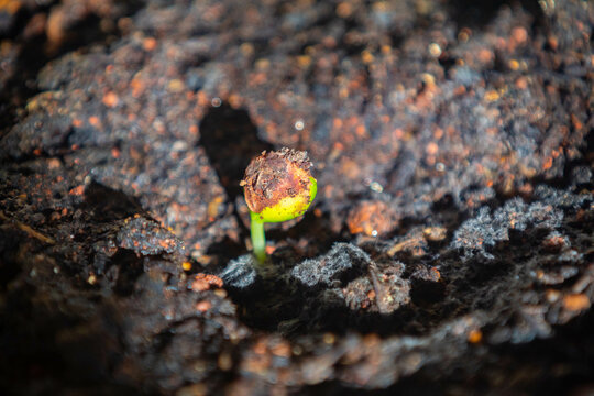 Seed of the Brazilian tree known as (Brazilwood) Paubrasilia echinata or Caesalpinia echinata, germinating in moist soil