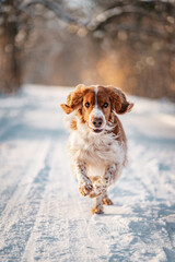 Happy healthy active dog purebred welsh springer spaniel looking in a winter wonderland, snowy forest.