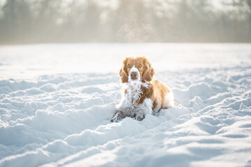Happy healthy active dog purebred welsh springer spaniel playing, running and jumping in a snow...