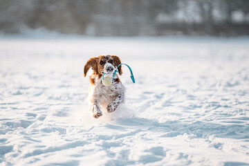 Happy healthy active dog purebred welsh springer spaniel playing, running and jumping in a snow...