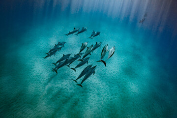 A pod of Spinner dolphin swim along the sandy ocean floor, illuminated by sun rays penetrating the water, as an unidentifiable diver swims just behind a curtain of sun rays. © Janelle