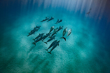 A pod of Spinner dolphin swim along the sandy ocean floor, illuminated by sun rays penetrating the...