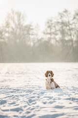 Happy healthy active dog purebred welsh springer spaniel looking cute on a snowy field.