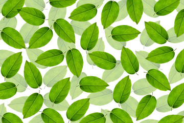 Fototapeta premium green leaves background