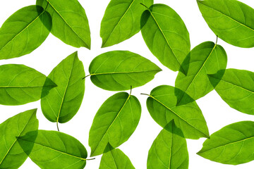 Fototapeta premium green leaves background