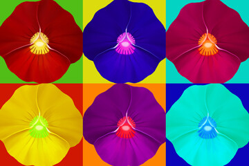 colorful pansy flower background