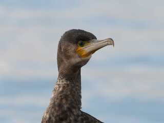 Gros plan d'un Cormoran en Bretagne - France