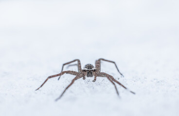 Massachusetts wolf spider crawling on January snow