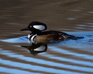 Bird on the lake