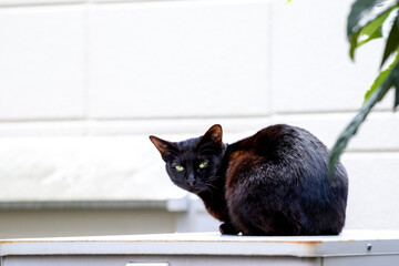 不機嫌そうな表情で後ろを振り向く黒の野良猫