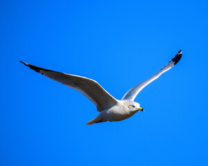 Soaring sea gull