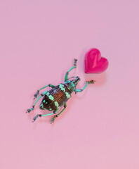 Striped Love Bug Beetle Insect with Pink Heart on a Pastel Background - obrazy, fototapety, plakaty
