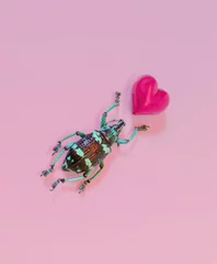 Fotobehang Striped Love Bug Beetle Insect with Pink Heart on a Pastel Background © Jacqy Law