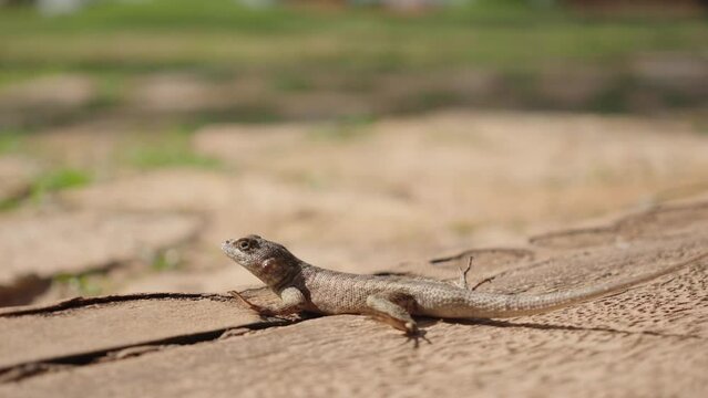 Calango lizard basking in the sun on a rock.
