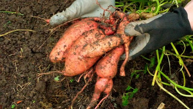Sweet potato harvest in the hands of a farmer.Vegetable tubers in the ground. 4k footage