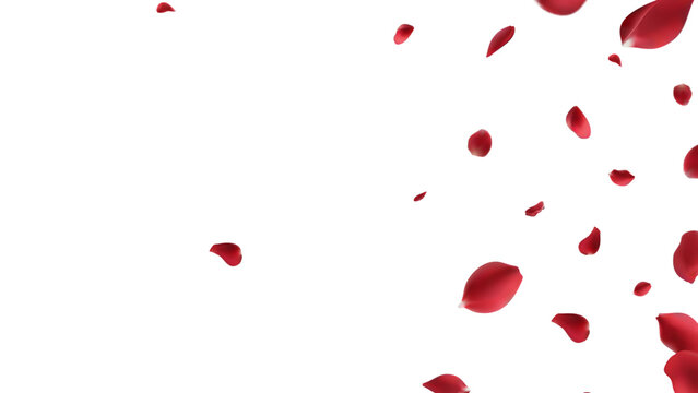 Valentine's day Vector red symbols of love border for romantic banner or Red rose petals will fall on abstract floral background with gorgeous rose greeting card design. on transparent background