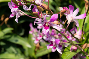 a clous up of dendrobium noblie orchid that bask in sunlight looking beautiful