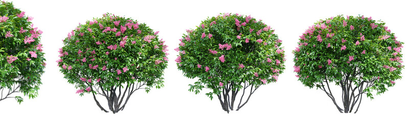 Fototapeta na wymiar Ligustrum flowering isolate transparent background.3d rendering PNG