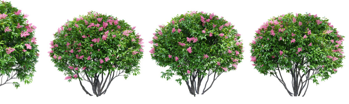 Ligustrum flowering isolate transparent background.3d rendering PNG