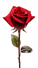 PNG file of a red rose, with water droplets on the flower