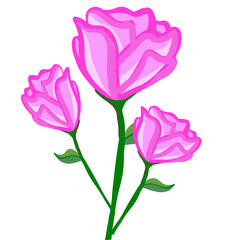 pink rose
