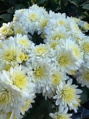 White Chrysanthimums