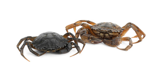 Two fresh raw crabs isolated on white