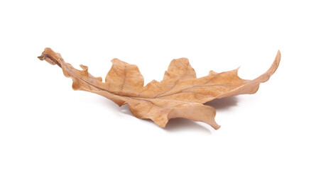 Naklejka premium One dry autumn leaf isolated on white