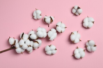 Branch with cotton flowers on pink background, top view