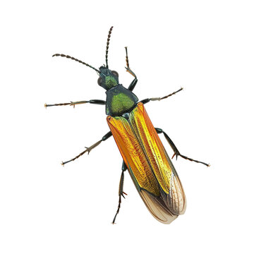 Lightning Bug, PNG Picture, No Background Image.