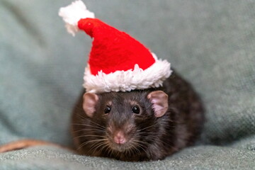 Rat Santa hat. Symbol of the Chinese New Year. Funny black rat Dumbo in a red santa checker on a green background.