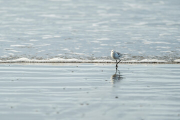bird on the beach