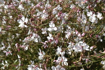 하얀색의 가우라 꽃들이 만발하고 있다.