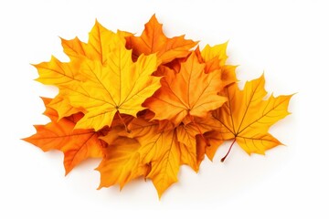 Naklejka na ściany i meble Autumn season, Pile of maple leaves isolated on white