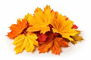 Autumn season, Pile of maple leaves isolated on white