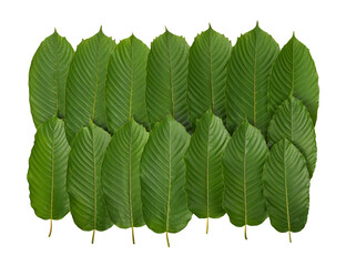Mitragyna speciosa, kratom leaves on transparent png. Top view