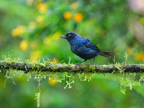 Masked Flowerpiercer on mossy tree branch on green background