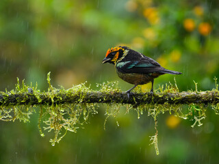 Flame-faced Tanager on mossy tree branch on green background on rainy day