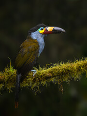 Plate-billed Mountain Toucan on mossy stick portrait against dark background