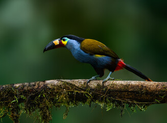Plate-billed Mountain Toucan on mossy stick portrait against dark background