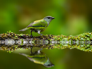 Female Black-capped Tanager with reflection on green background
