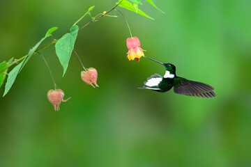 Collared Inca in flight collecting nectar from red yellow flower on green background