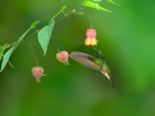 Buff-tailed Coronet in flight collecting nectar from red yellow flower on green background