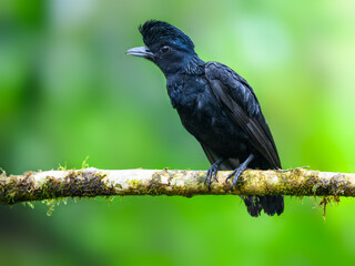 Female Amazonian Umbrellabird portrait on green background