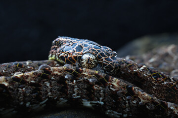 Boiga jaspidea 
commonly known as the jasper cat snake is a species of rear-fanged colubrid that is uncommon throughout its range.